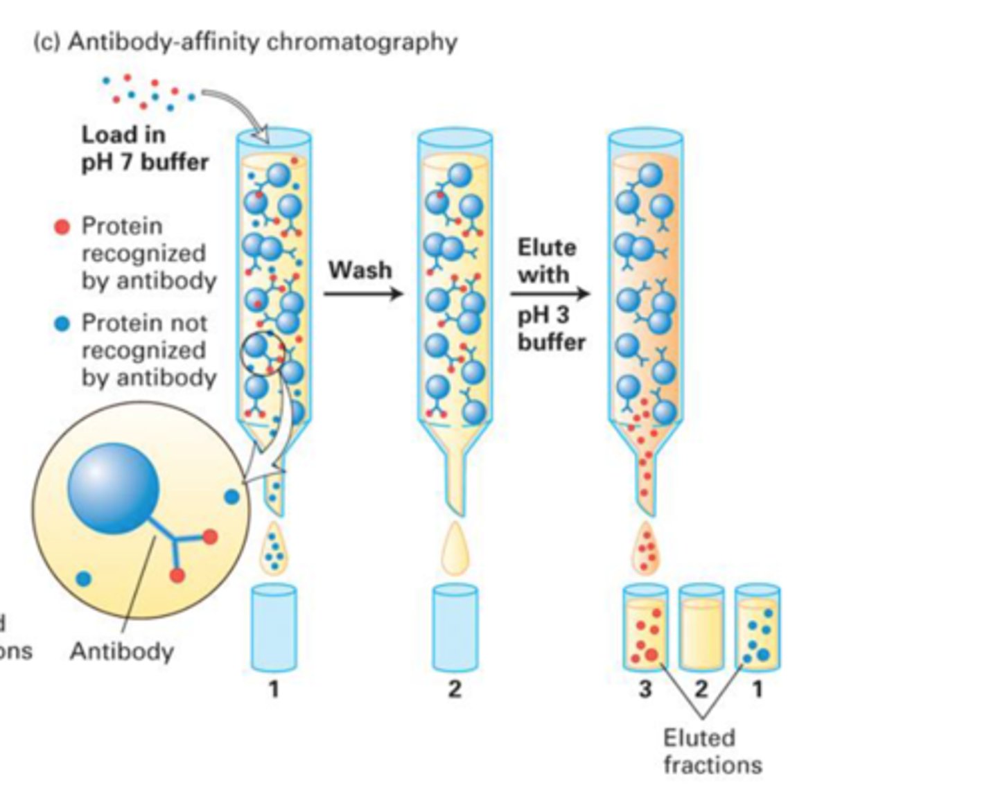 <p>Antibodies has a hypervariable region which only binds to one specific protein of interest. Everything else migrates to bottom and can be taken out. Now what is left in column is antibodies with protein attached. To free the proteins from antibodies we use an acidic buffer.</p>