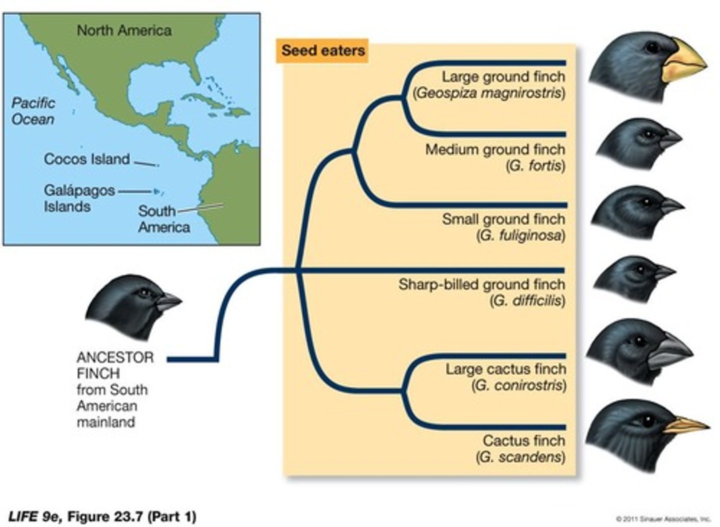 <p>The 14 species arose from a single species that colonized the Galápagos Islands and adapted to different environments.</p>