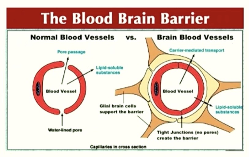 <p><span style="color: red"><strong>Blood Brain Barrier</strong></span></p>