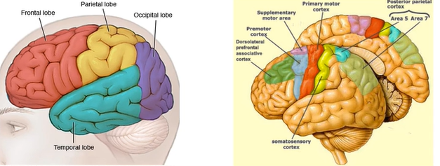 <ul><li><p>red = primary motor cortex</p></li><li><p>somatosensory cortex = involved in processing feedback from the muscles</p></li><li><p>premotor regions = involved in action selection + planning (dorsal/ventral regions)</p></li><li><p>dorsal (on top) vs ventral (lower)</p></li><li><p>supplementary motor area (midline structure) = involved in action planning + sequencing</p></li><li><p>dorsal lateral prefrontal cortex = decision making + early stages of motor control</p></li></ul><p></p>