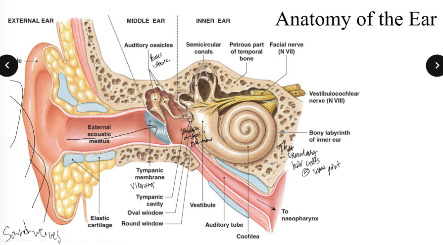 <p>the middle and external ear are associated with which sense of hearing? </p>
