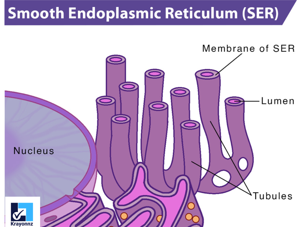 <p><span><strong>Smooth Endoplasmic Reticulum (SER)</strong></span></p>