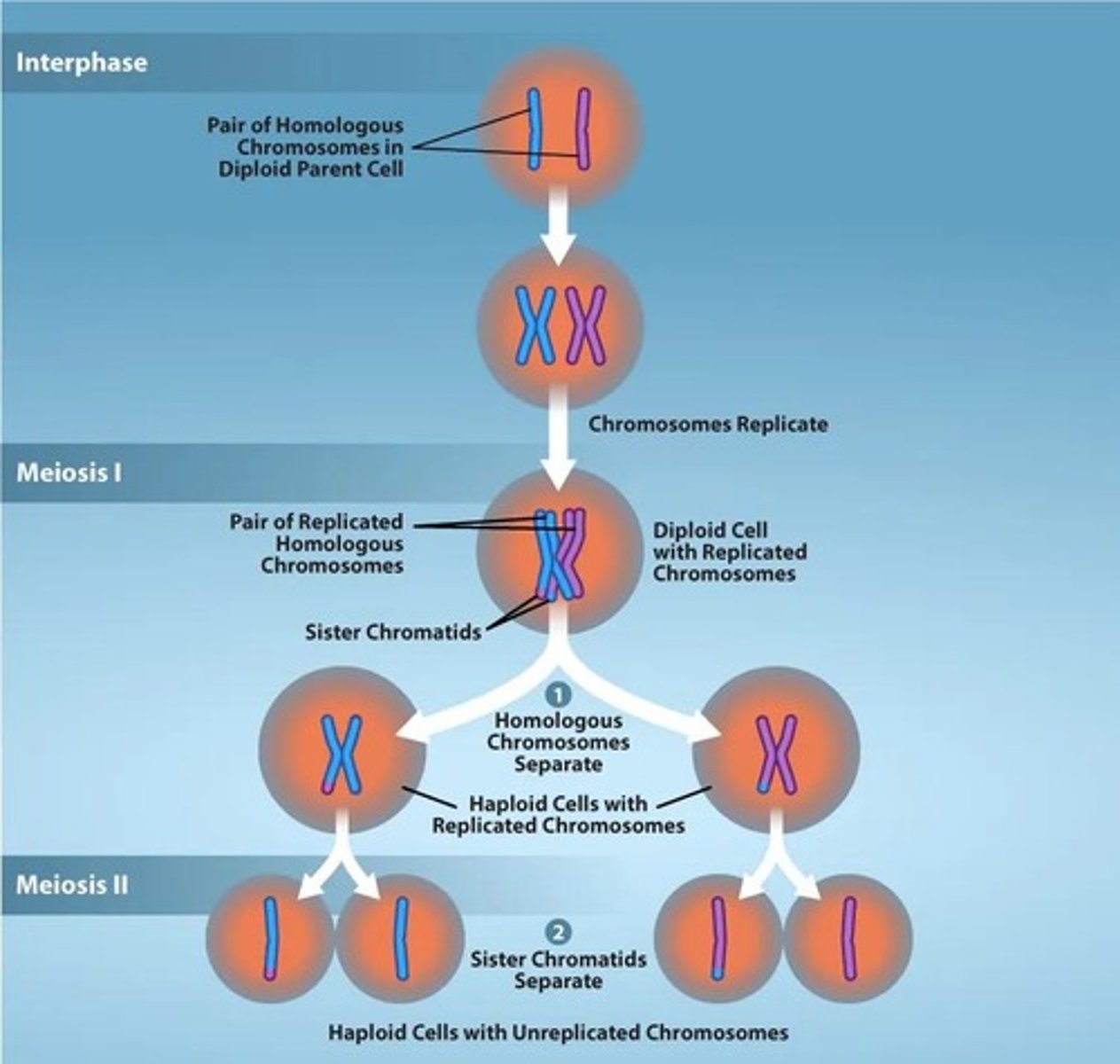 <p>Two alleles segregate from each other during the transmission from parent to offspring, meaning only one of the two gene copies present in an organism is distributed to each gamete.</p>