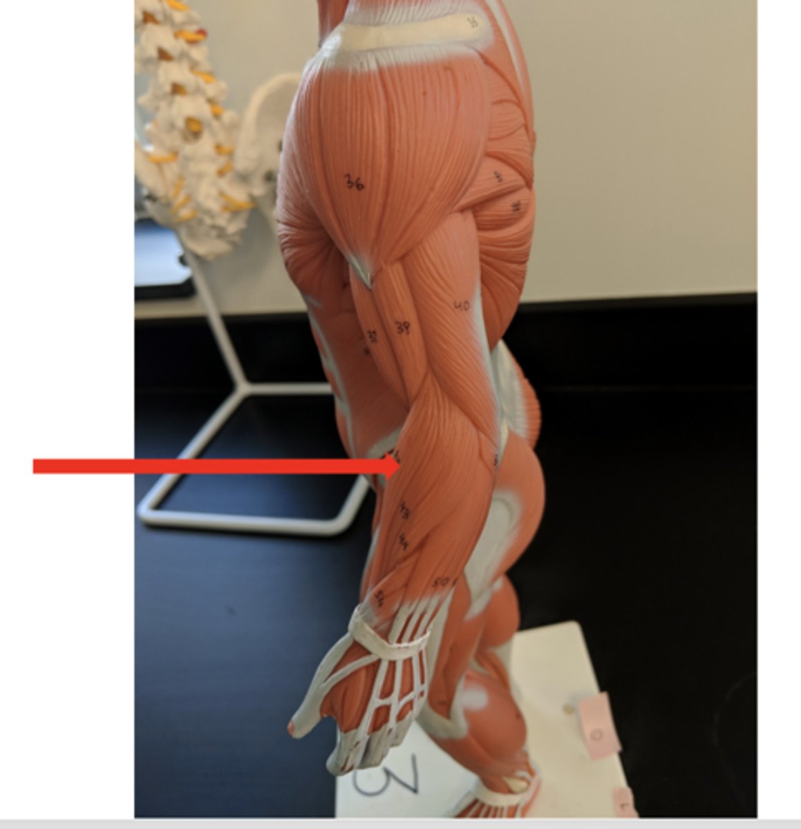 <p>what is this?</p>