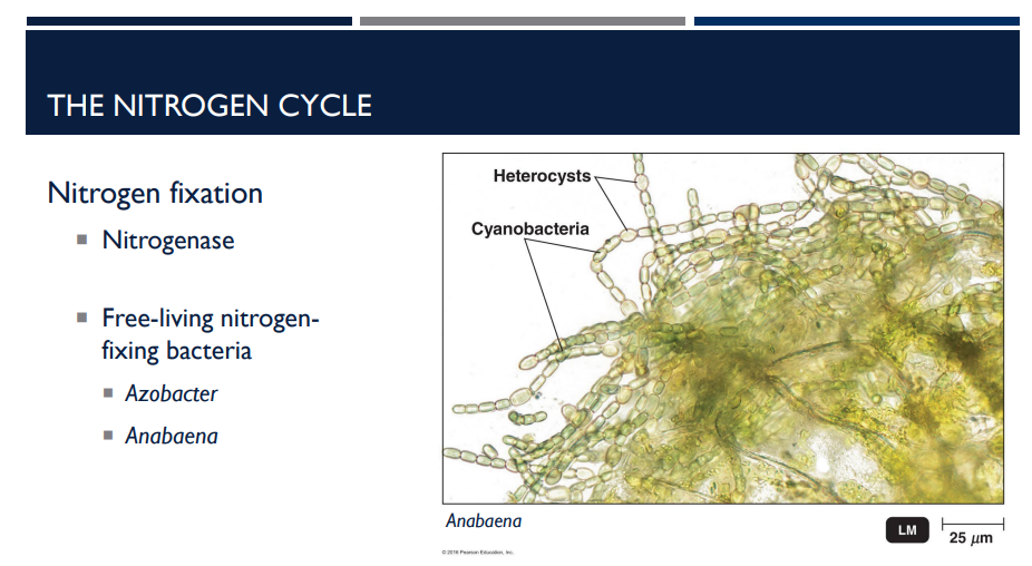 <p>Azotobacter and anabaena are what type of bacteria?</p>