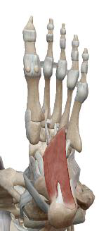 <p>Carré plantaire</p>