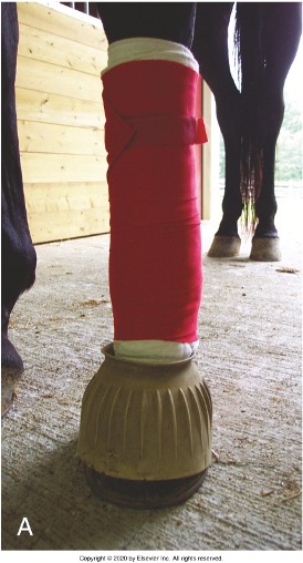 <ul><li><p>Usually only worn during exercise or turnout</p></li><li><p>Based on horse’s profession and by horse’s tendency to strike its own legs accidentally</p></li><li><p><span>Start Medial and Unroll Cranially</span></p></li><li><p><span>Note that 1 inch of padding is exposed at the top and bottom of the bandage. Bell Boots can be added to protect the hoof and heel bulbs</span></p></li></ul><p></p>