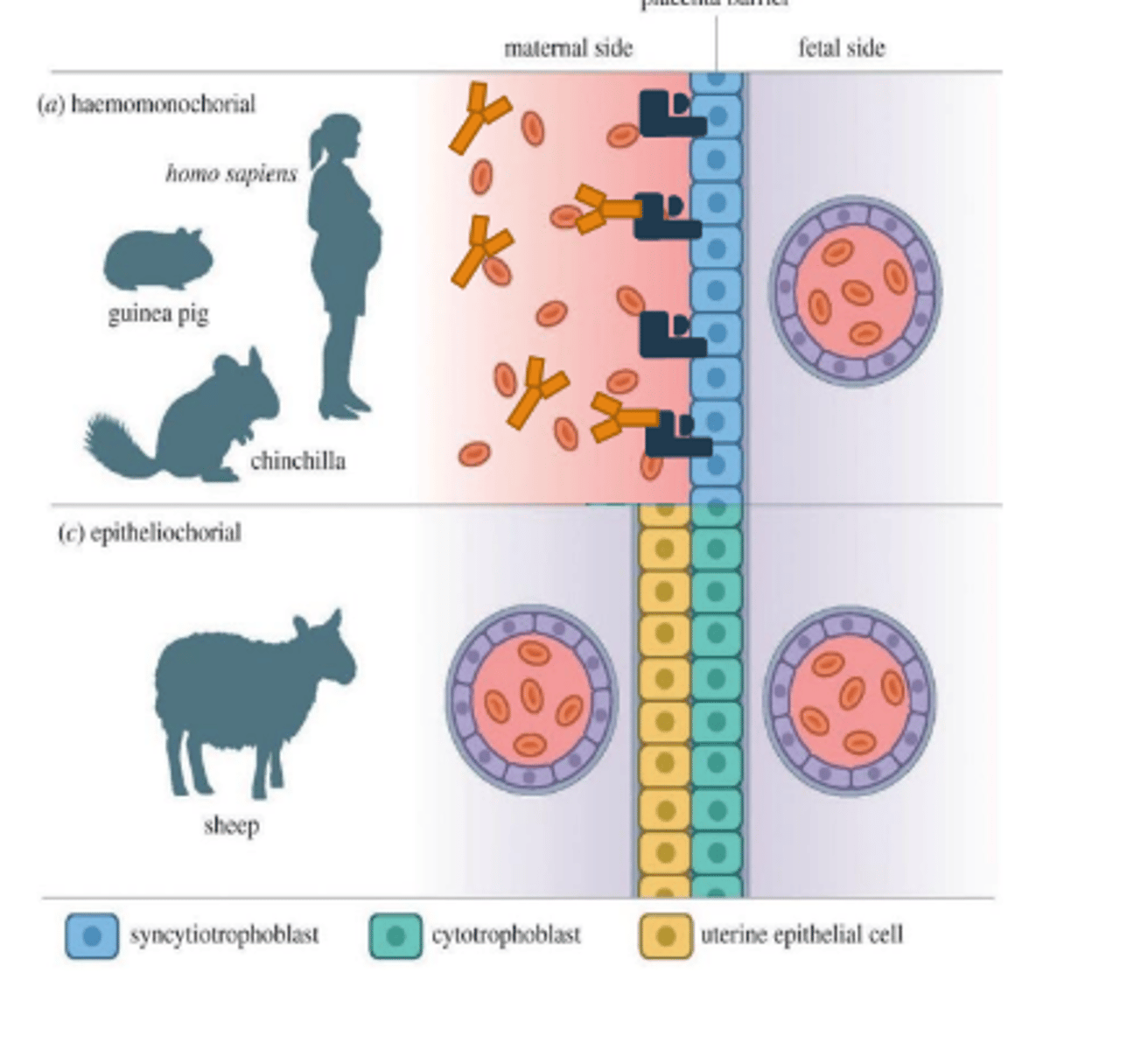 <p>hemochorial placenta because antibodies can cross placenta border and enter fetal circulation</p>