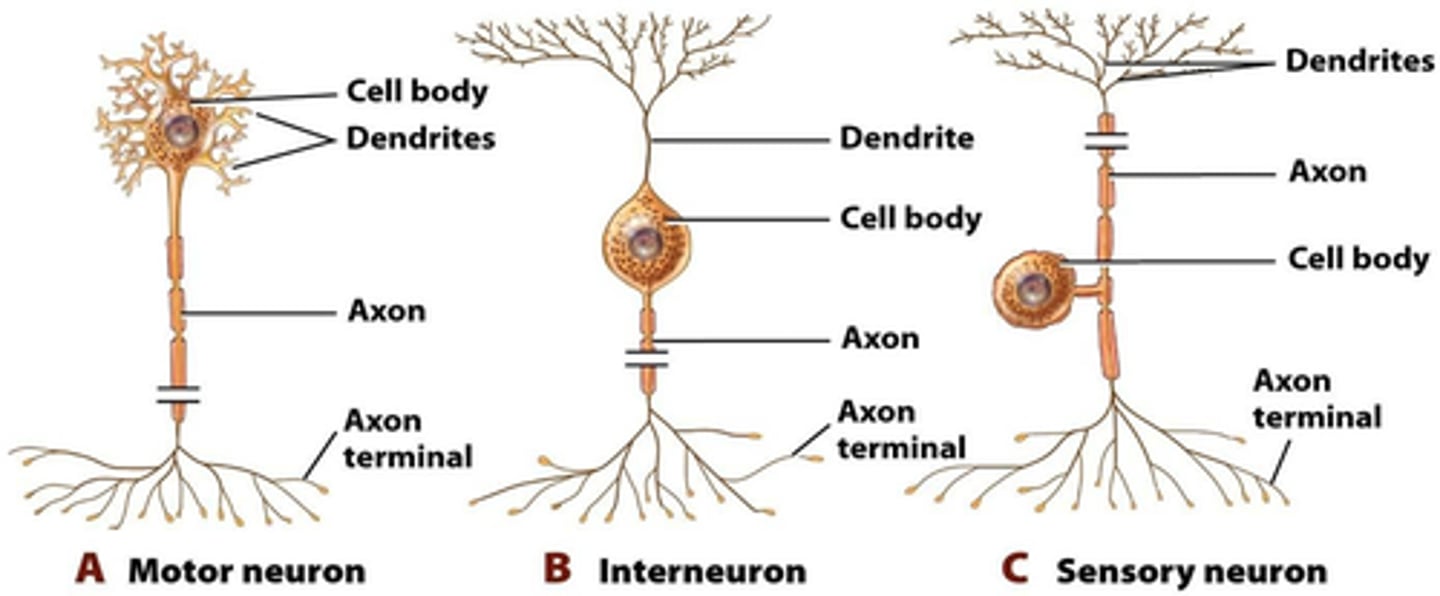 <p>interneuronen/schakelneuronen</p>