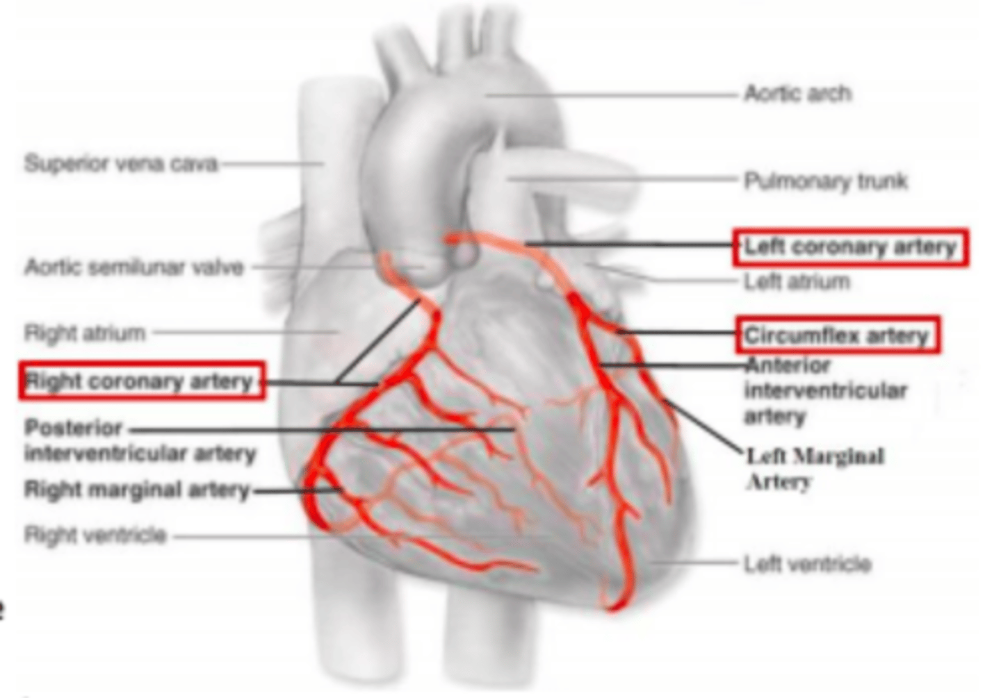 <p>What do epicardial coronary arteries supply?</p>