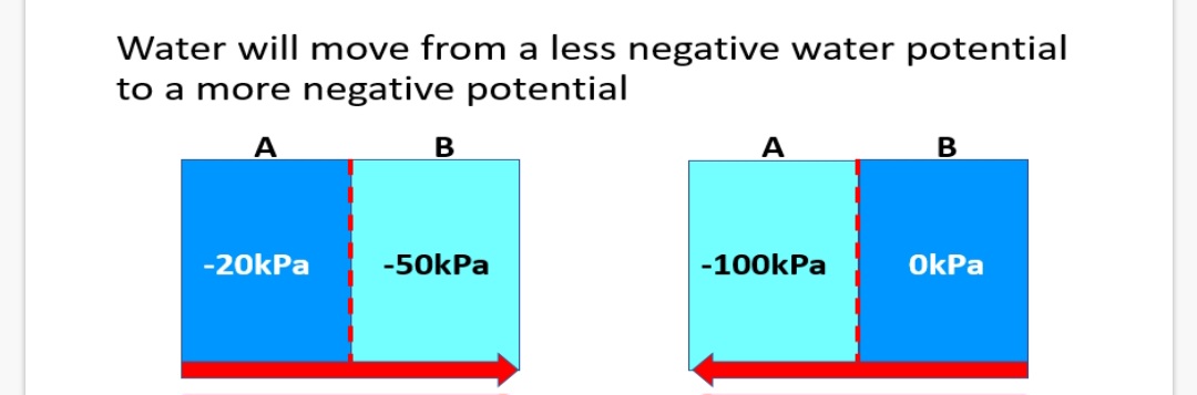 <p>1.What is osmosis?</p><p class="has-focus">A solute (salt) is any substance that is dissolved in a …2? (water) to form a …3? (salt water).</p><p class="has-focus is-empty">Water potential is represented by the Greek letter psi and is measured in kPa (kiloPascals) a unit of pressure</p><p class="has-focus is-empty">Water potential is the pressure created by …4? molecules.</p><p class="has-focus is-empty">Info:Pure, water has a potential of conditions (…5?°C and 100kPa) zero, under stand conditions</p><p class="is-empty has-focus">Water potential:</p><p class="is-empty has-focus">• The addition of a solute to pure water will …6? its potential</p><p class="is-empty has-focus">• The water potential of a solution must always be less than …7? (a negative value)</p><p class="is-empty has-focus">• The more solute added the …8? (more negative) the water potential will become</p>