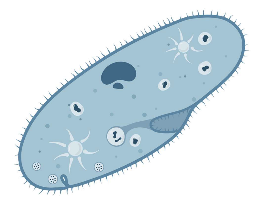 <p>Short, hair like projections along the cell membrane. Used for sensing and moving around. Only in animal cells. </p>