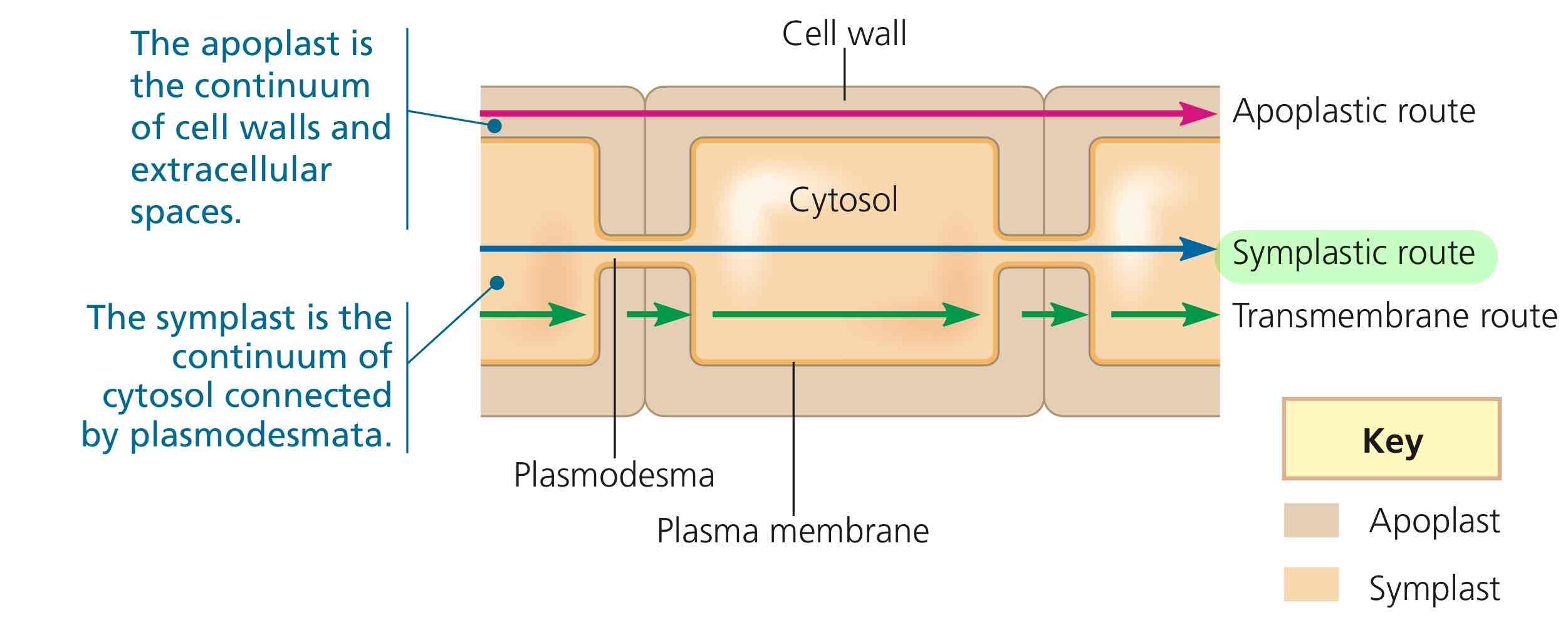 <p>The route going straight through plasmodesmata.</p>