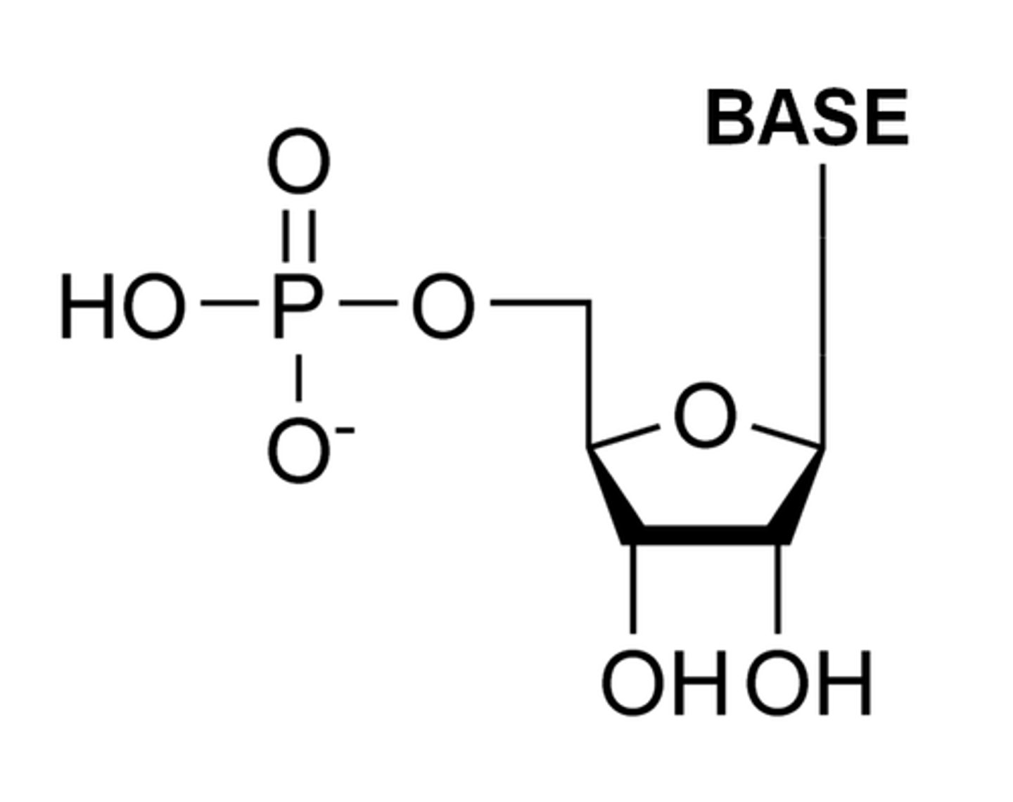 <p>it belongs to RNA</p><p>it is a nucleotide</p>