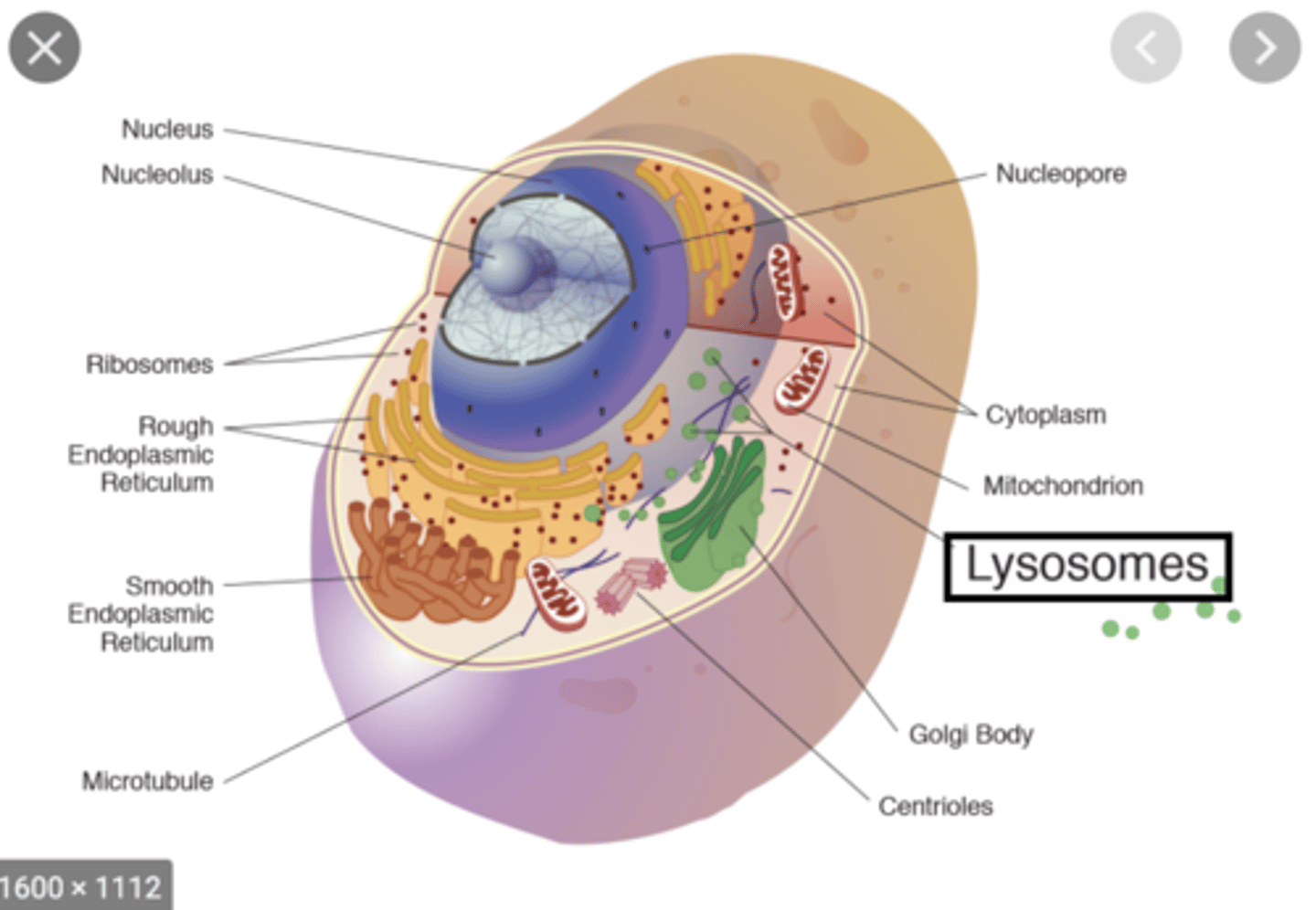 <p>- specialized vesicles arising from golgi bodies</p><p>- contain hydrolase that digests contents of endocytic vesicles</p>