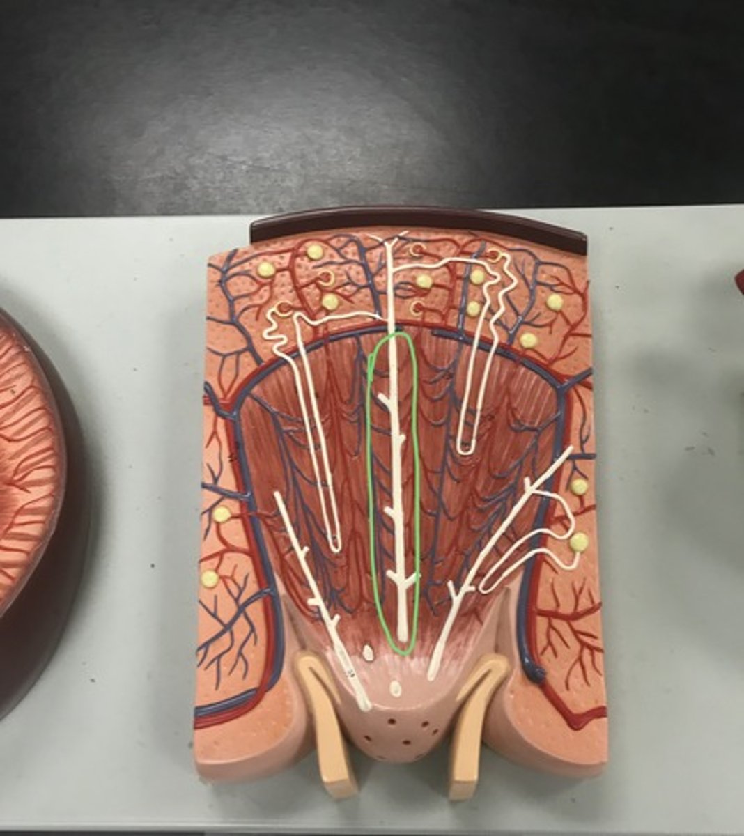 <p>Label the circled structure</p>