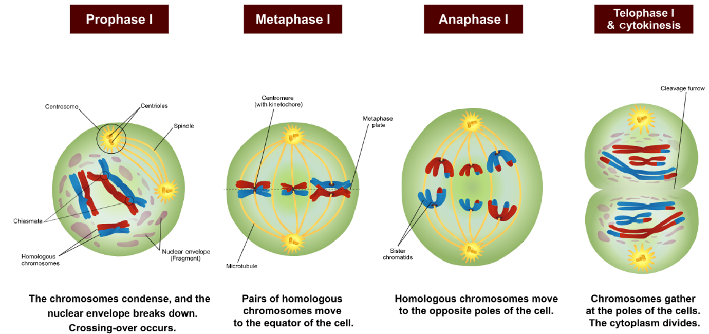 Meiosis l