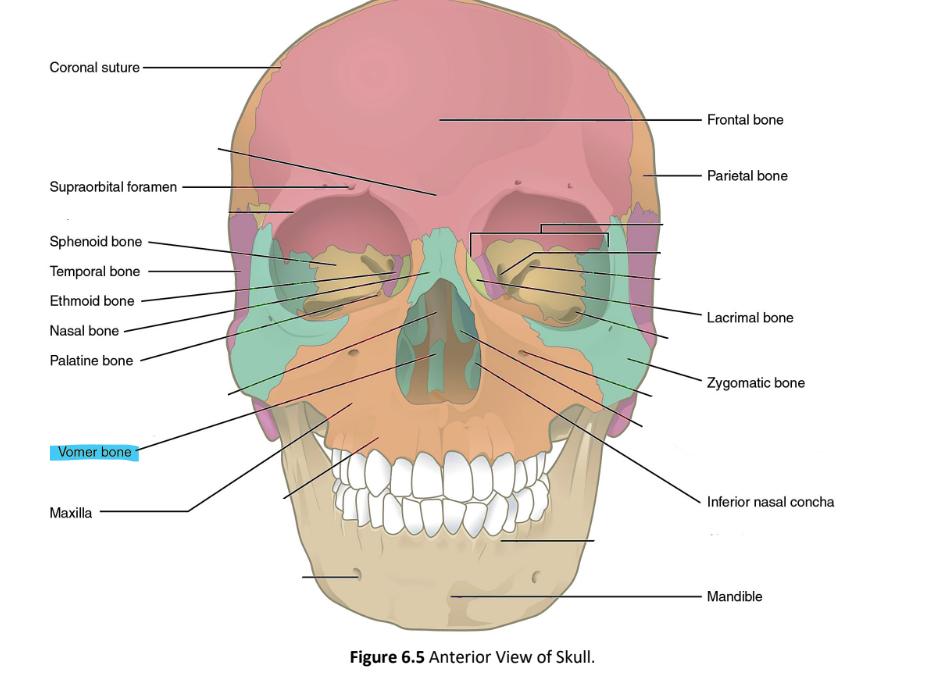 <p>vomer bone</p>