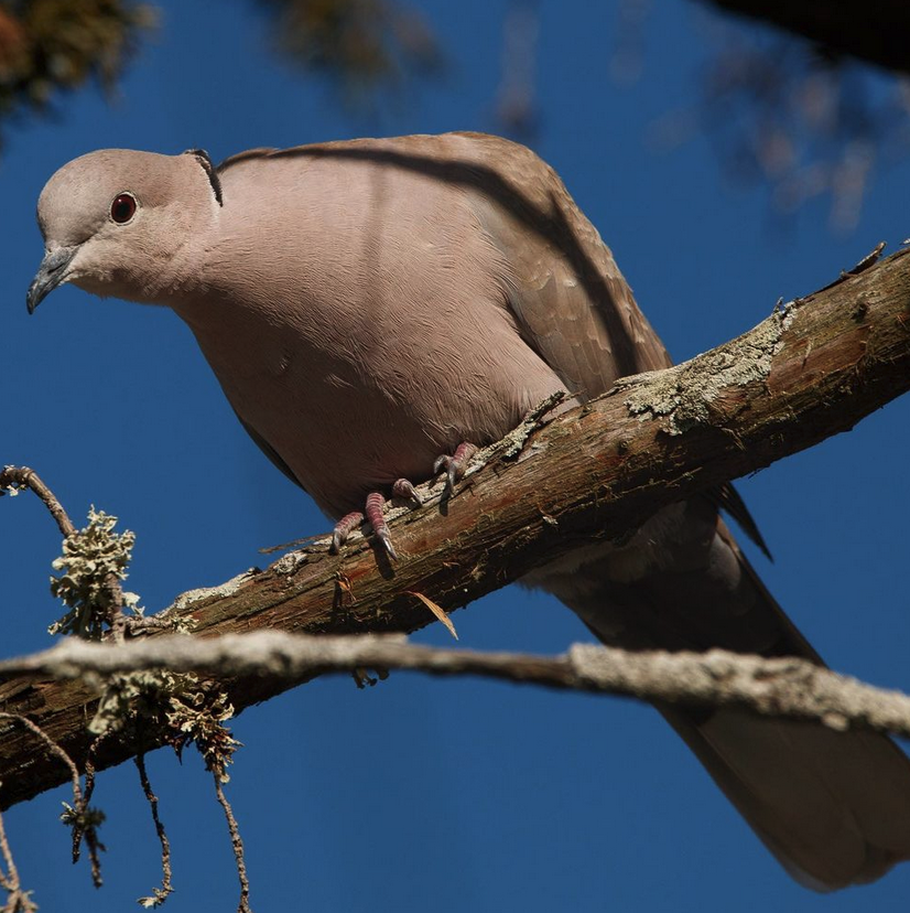 <p><em>Eurasian </em>Collared Dove</p>