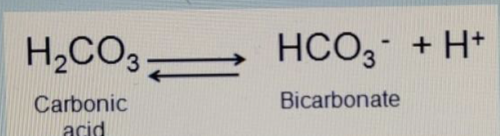 <p>describe what happens during the reaction between bicarbonate and carbonic acid</p>