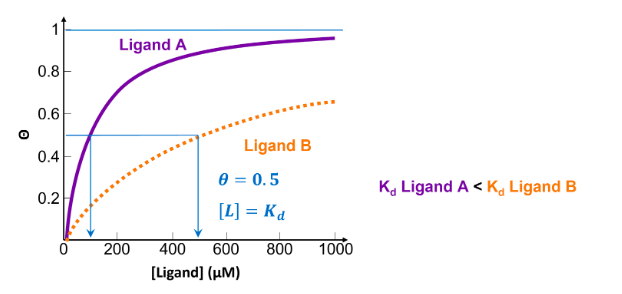 <ul><li><p>Ligand B</p></li><li><p>the lower the value of <span>K</span><sub>d</sub><span>, the less ligand required to achieve 50% occupancy, indicating a higher affinity between receptor and ligand. Ligand B has a higher K</span><sub>d</sub><span>, so a lower affinity.</span></p></li></ul><p></p>