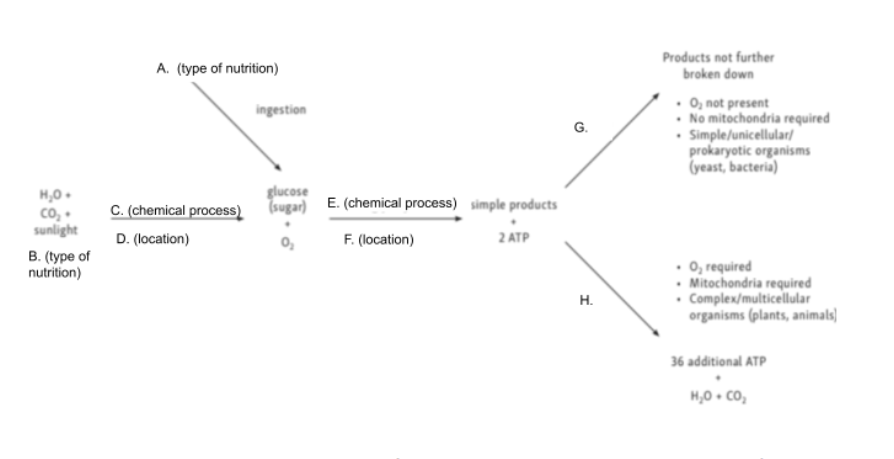 <p><span>Given the following diagram,&nbsp;match H with the correct word</span></p>