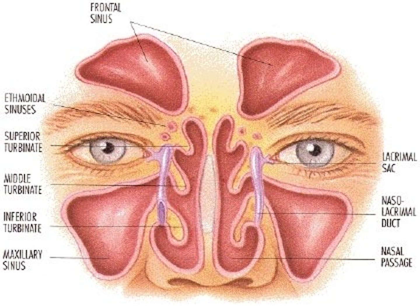 <p>Air-filled cavities within several bones.</p>