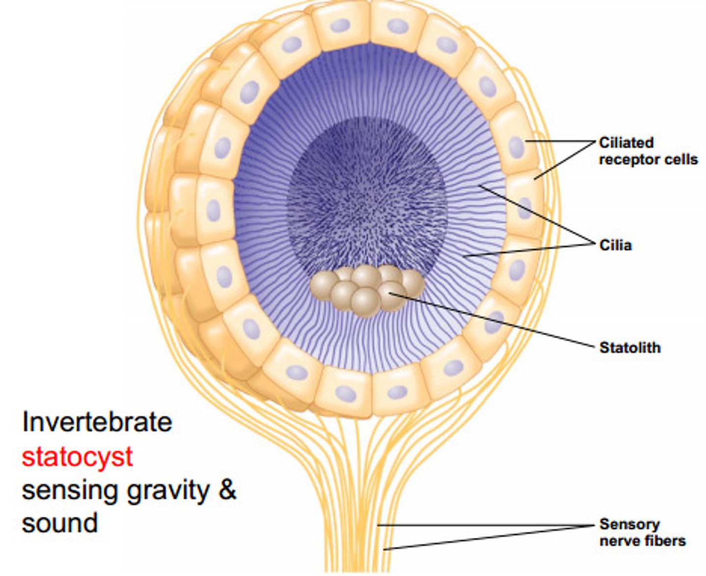 <p>starch grains with in statocytes</p>