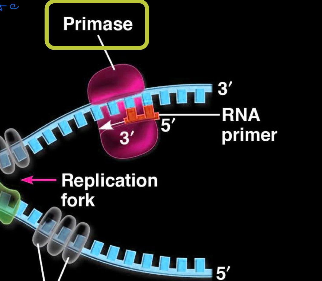 <ul><li><p>enzyme which creates a short RNA primer (5-10 nucleotides) which complements the template strand of DNA</p></li><li><p>new DNA strand is then synthesized by DNA polymerase starting from the end of the RNA primer</p></li></ul><p></p>