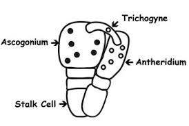 ascogonium which is the female strain 

\
see imagae as reference 

\
antheridium is male counter strain 