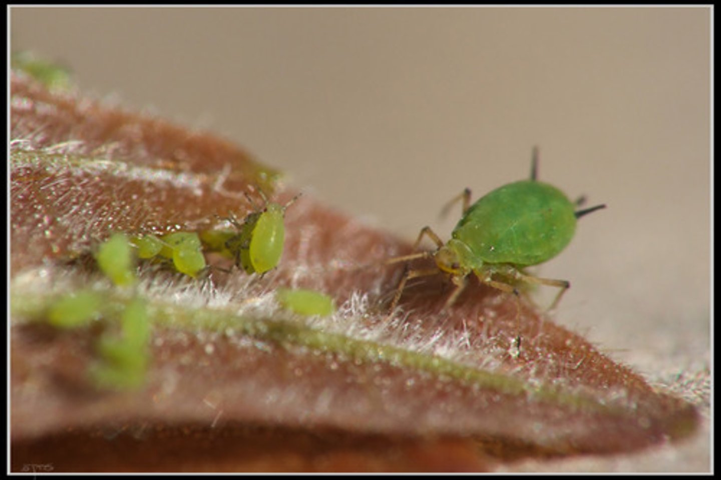 <p>aphids, whiteflies, scale insects (agricultural pests) smaller still hemi, softbodied, obvivorous,</p>