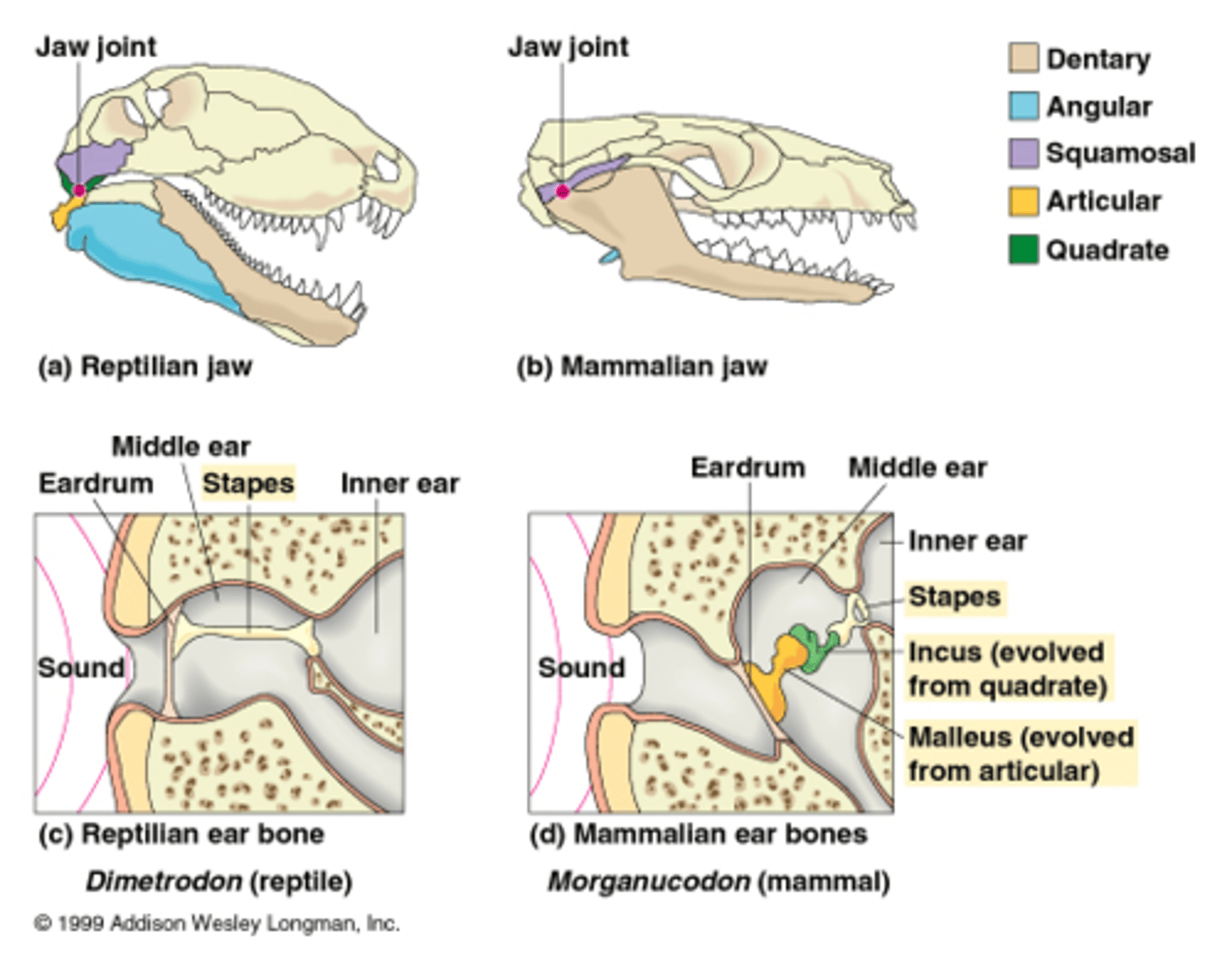 <p>reduction in bones in lower jaw and changes in joints. more rigid/less kinetic. strong, not flexible. more acute hearing sensitivity. bones from reptiles are repurposed to be inner ear in mammals</p><p>dentary squamosal joing</p>