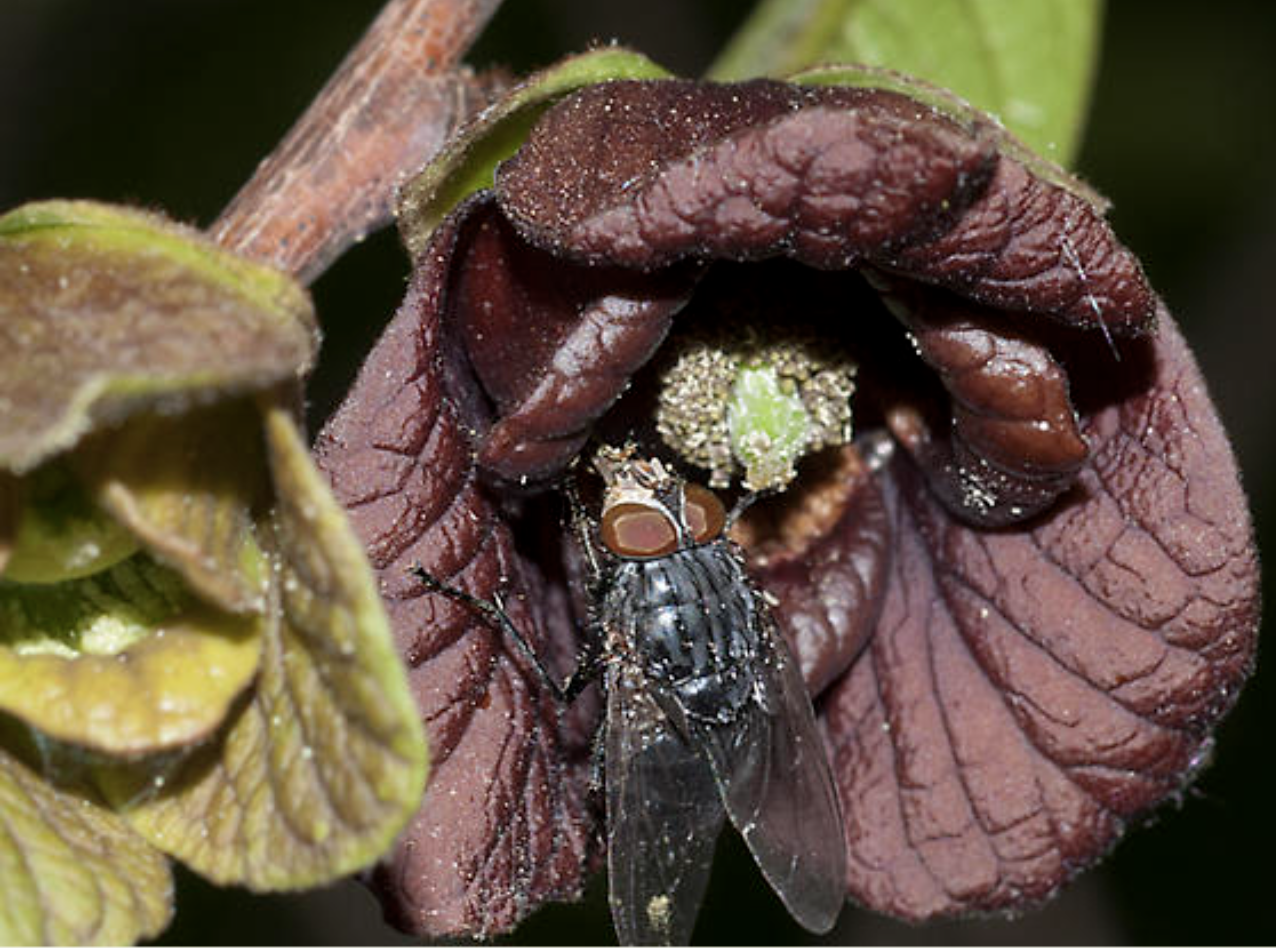 <p>what pollination process is this </p>