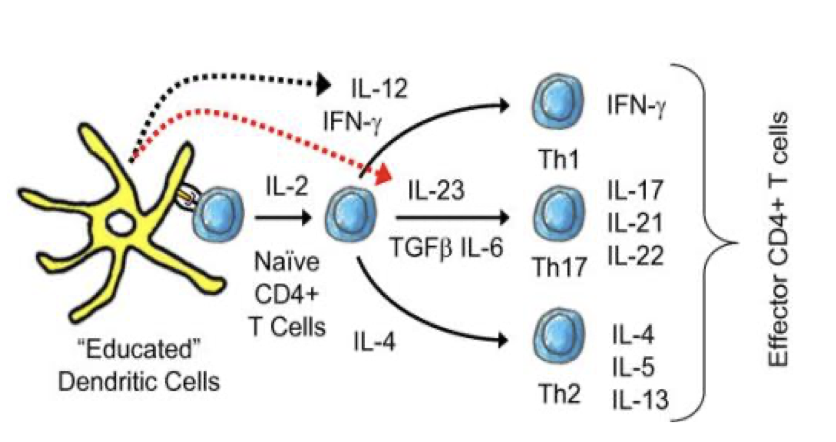 <p>Dendritic cells are the most potent antigen-presenting cells (APCs) and are pivotal in initiating and shaping the adaptive immune response. They capture and process antigens, migrate to lymph nodes, and present the antigen to naive T cells. The type of signals DCs provide, including cytokine production, strongly influences the differentiation of Th subsets.</p><p class="p2">1.<span> </span><strong>Cytokine Production by Dendritic Cells</strong>:</p><p class="p3">•<span> </span>DCs secrete different cytokines depending on the type of pathogen they encounter and the local microenvironment.</p><p class="p3">•<span> </span><strong>IL-12</strong>: Secreted by activated DCs, promoting Th1 differentiation and IFN-γ production.</p><p class="p3">•<span> </span><strong>IL-4</strong>: DCs in response to certain pathogens (e.g., parasitic infections) produce IL-4, which induces Th2 differentiation.</p><p class="p3">•<span> </span><strong>IL-6 and TGF-β</strong>: DCs release IL-6 and TGF-β, which are crucial for Th17 differentiation.</p><p class="p3">•<span> </span><strong>IL-10</strong>: In some cases, DCs secrete IL-10, which can promote the differentiation of Treg cells and limit inflammatory responses.</p>