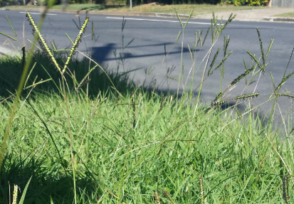 <p>What is the scientific name (genus and specific epithet) of this plant species?</p>