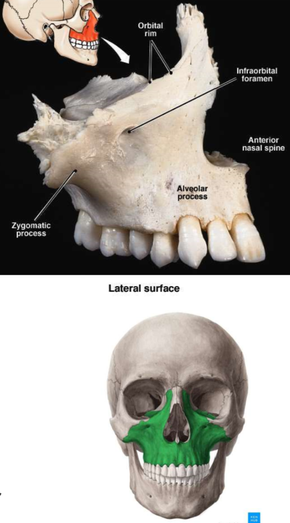 <ul><li><p>paired maxillae (one maxilla; 2 maxillae or can call them maxillary bones)</p></li><li><p>together forms upper jaw bone</p></li><li><p>form the floor of orbit, floor of nasal cavity, and most of hard palate (palatine processes)</p></li><li><p>each bone contains a large maxillary sinus</p></li><li><p>alveolar process hold upper teeth</p></li><li><p>articulate with every facial bone except the mandible (lower jawbone)</p></li><li><p>DO NOT articulate with every cranial bone</p></li></ul>