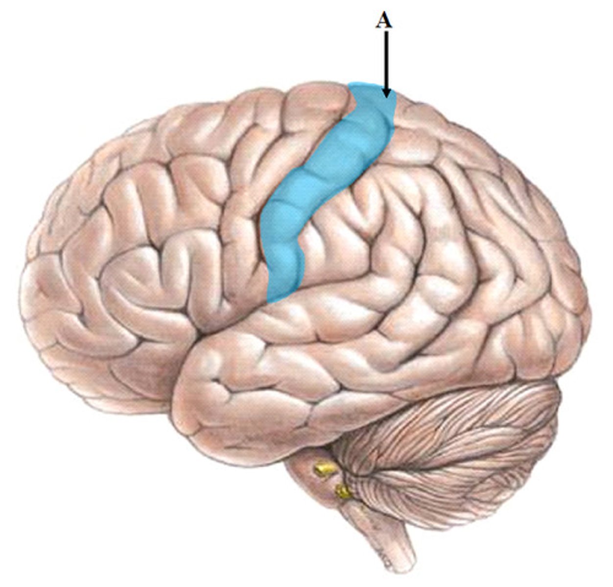 <p>between central sulcus and postcentral sulcus</p>