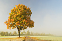 <p>a type of large tree that grows in northern areas of the world, or the wood of this tree<br>Ex: <em>A </em><strong><em><u>maple </u></em></strong><em>leaf</em></p>
