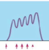 <p>unfused; even more stimuli; lots of rapid interactions followed by very brief relaxation</p>