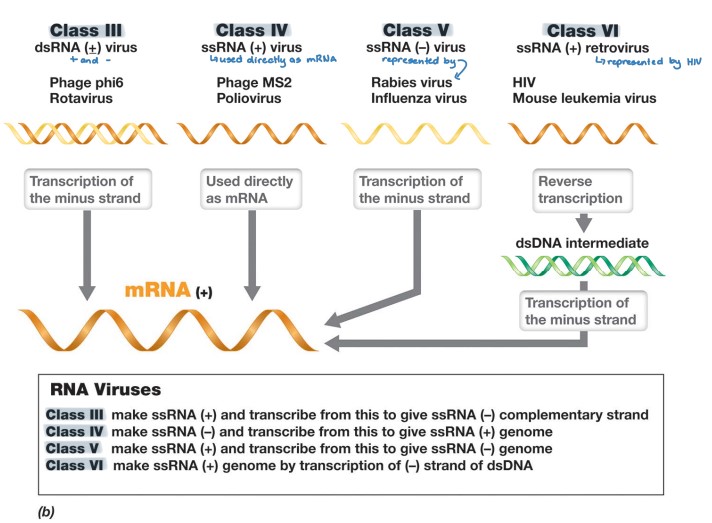 <ul><li><p>Class III (+/-)</p><ul><li><p>(-) RNA strand → (+) mRNA</p></li></ul></li><li><p>Class IV (+)</p><ul><li><p>genome is used directly as + mRNA</p></li></ul></li><li><p>Class V (-)</p><ul><li><p>(-) RNA strand → (+) mRNA via RNA replicase</p></li></ul></li><li><p>Class VI (+)</p><ul><li><p>uses reverse transcriptase of dsDNA intermediate to replicate</p></li><li><p>(+) RNA → dsDNA intermediate → (-) DNA → (+) mRNA</p></li></ul></li></ul>