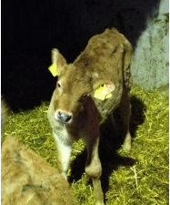 <p>AKP store husdyr blok 4 2024</p><p>Denne kvie præsenteres som på billedet. Hvis ejeren lader kvien være, hvordan vurderer du så prognosen for fuld restitution?</p><p>1 God </p><p>2 Reserveret </p><p>3 Slet </p><p>4 Det er det ikke muligt at udtale sig om</p>