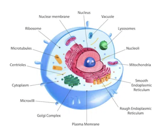 <p>are more complex, larger, and contain a nucleus and other organelles. </p>