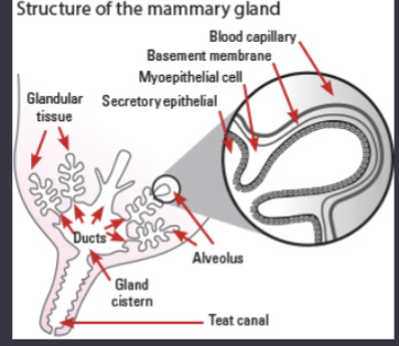 <p>the mammary gland</p><p>what is the Alveoli</p>