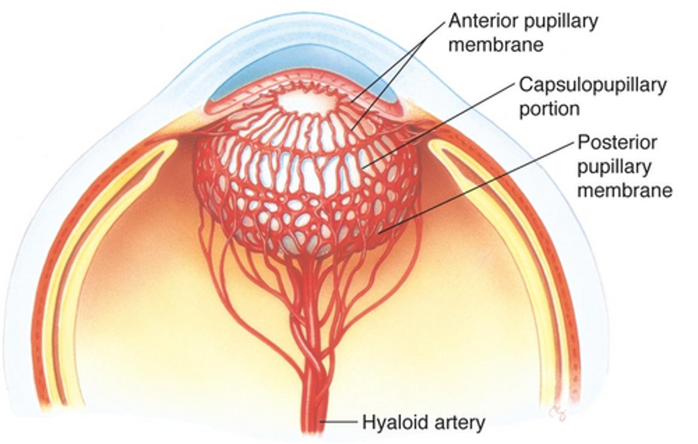 <p>Anterior pupillary membrane</p><p>Posterior tunica vasculosa lentis (from hyaloid artery)</p>