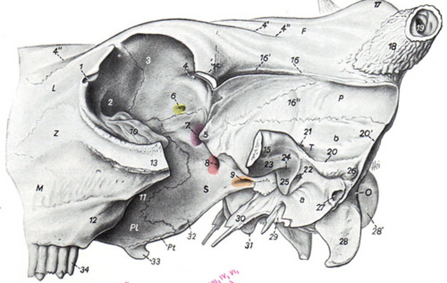 <p>What animal is this?</p>