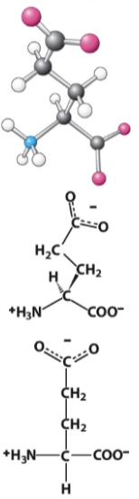 <p>Highly acidic R-group (pKa = ~3-4) </p>