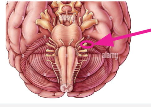 <p>Next/3rd fiber below facial</p>