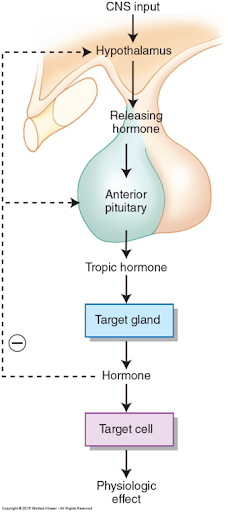 1. Hypothalamic-releasing hormones stimulate the release of tropic hormones from the anterior pituitary.
2. The tropic hormone then stimulates hormone release from the target endocrine gland to produce a response.
3. Rising blood levels of the hormone from the target endocrine gland (i.e. thyroid gland, adrenal gland, testes, ovaries) negatively feedback to the hypothalamus and anterior pituitary to shut off hormone release.