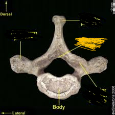 <p>bony marking?</p>