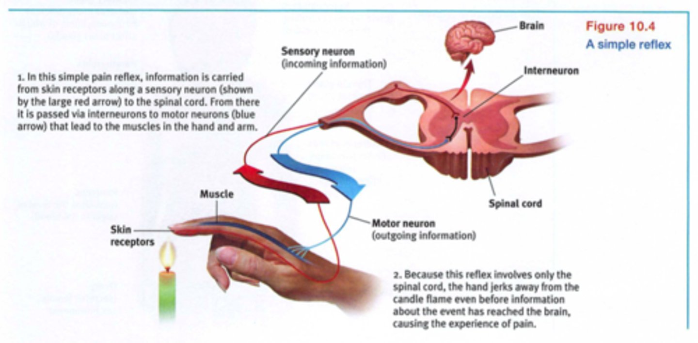 <p>a simple, automatic response to a sensory stimulus, such as the knee-jerk response</p><p>In this rare case, YOUR SPINAL CORD DOES THE "THINKING"! For speed, the interneurons that are in the spine make the decision to pull your hand away from danger</p><p>Know this Figure 10.4</p>